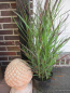 Preview: Rutenhirse Cheyenne Sky ® - Panicum virgatum ®